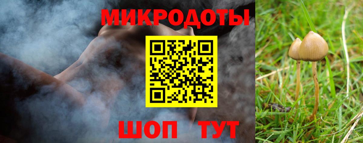 Псилоцибиновые грибы Psilocybe Сочи